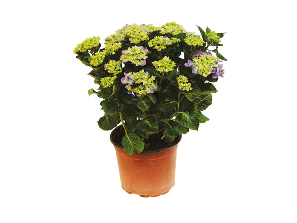 Stor dansk hortensia