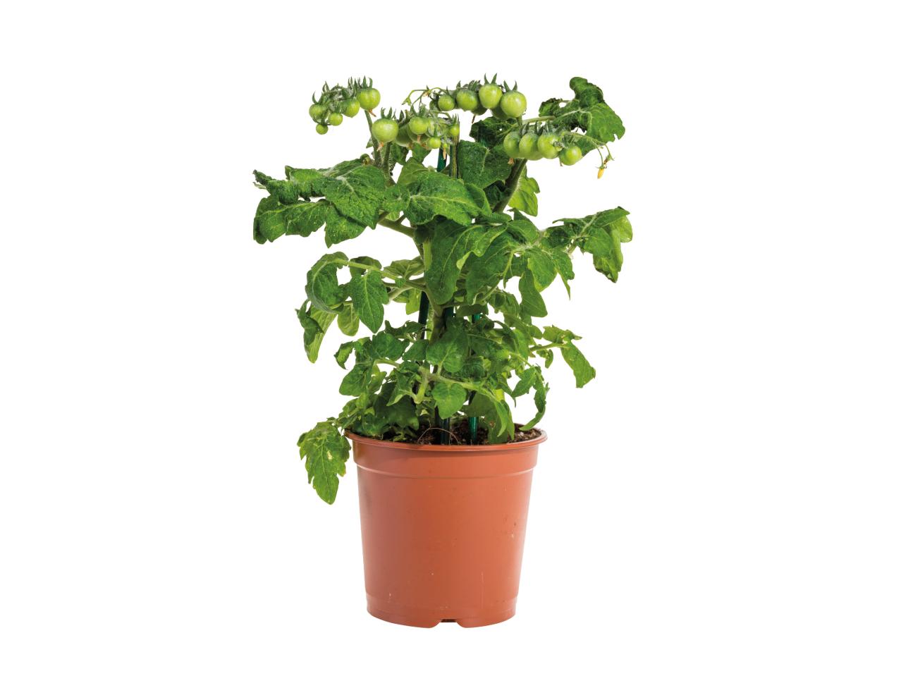 Vegetable Plants1