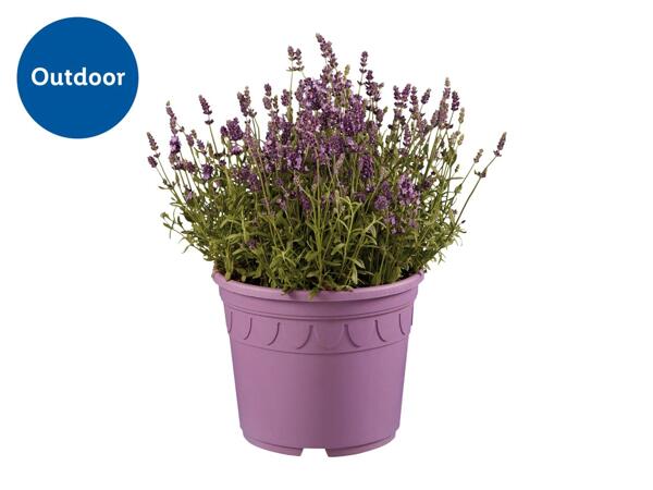 Giant Lavender 26cm