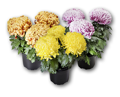 Chrysantheme 3-Baller