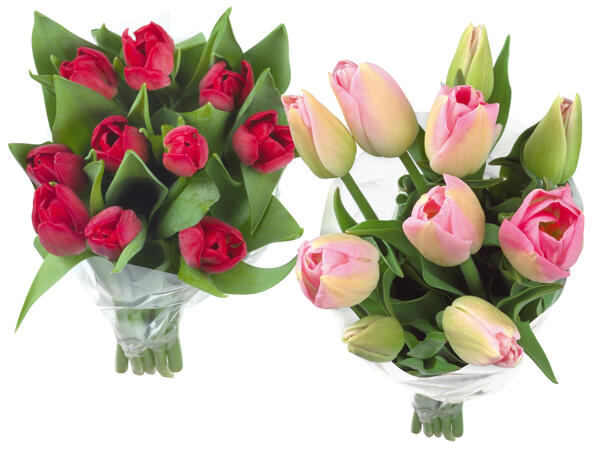Tulpen