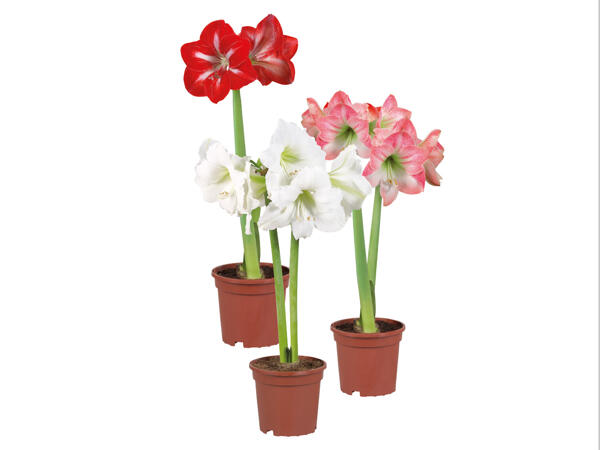 Amaryllis 2-Stieler