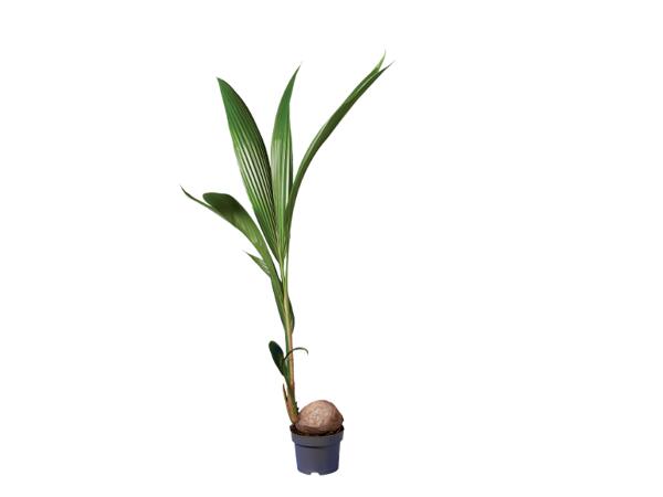 Coconut Palm