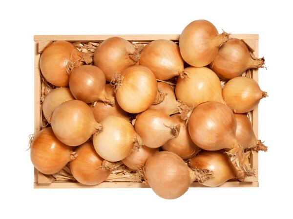 Cipolle gialle