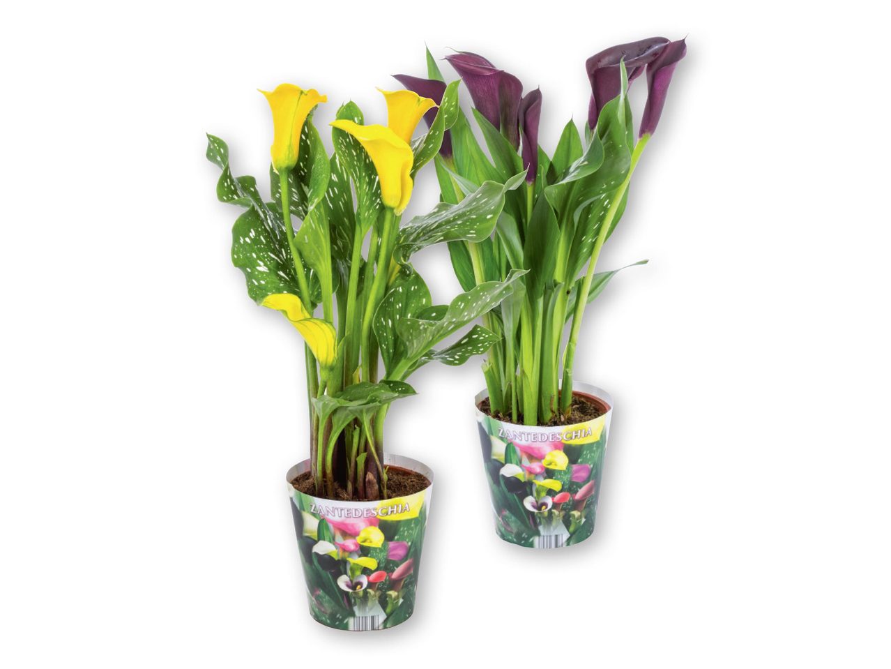 Calla Lily