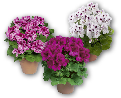 Pélargoniums