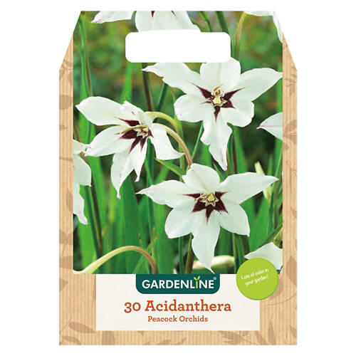 Spring Bulbs Assorted Varieties