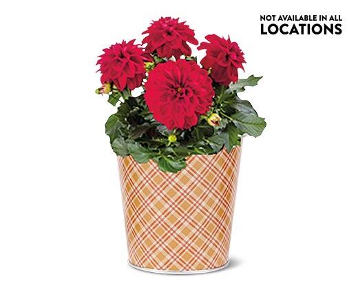 Potted Dahlia Assorted Colors