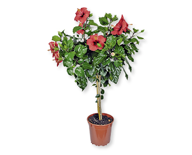 Arbuste hibiscus