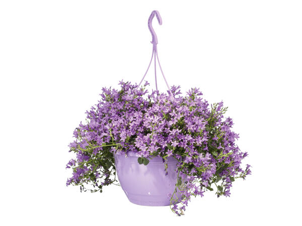 Campanula Hanging Basket