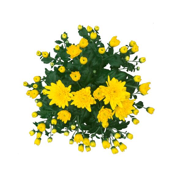 Påskeblomst