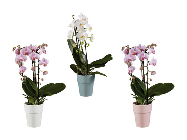 Phalaenopsis mix en cascade