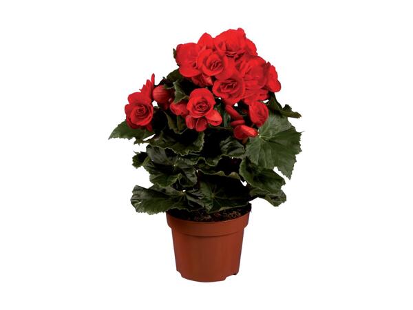 Begonia Selection