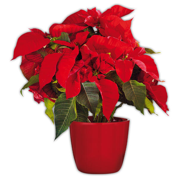 Weihnachtsstern XL