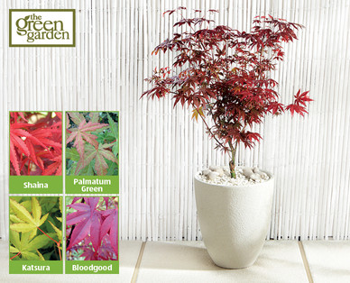 Japanese Acer†