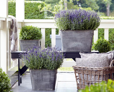 Lavendel