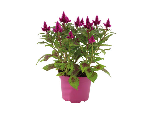 Celosia