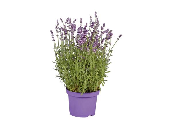 Lavendel