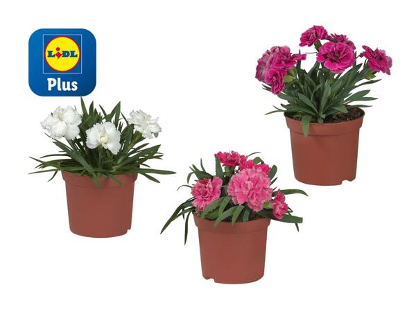 Œillets (dianthus)