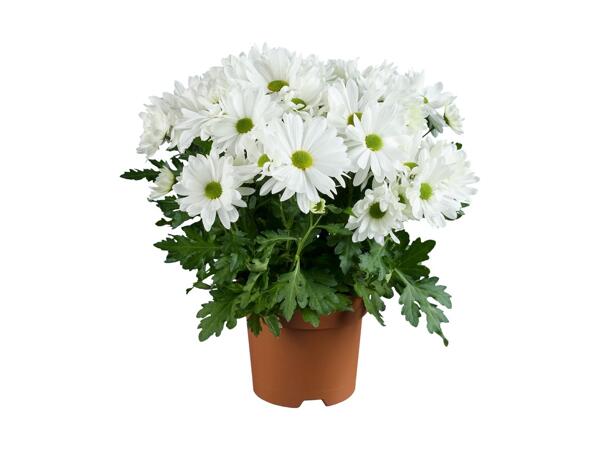 Krysantemum