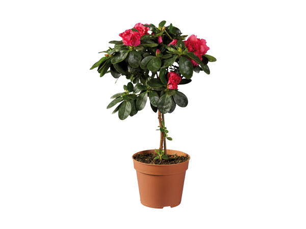 Opstammet azalea