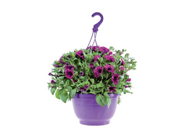 Ampel med blomster