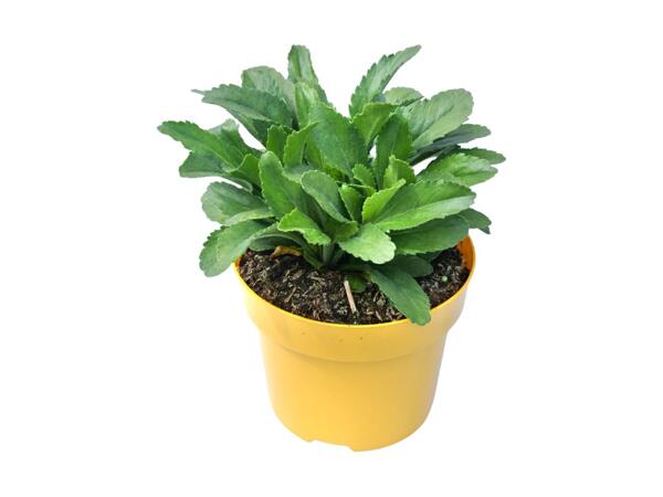 Shasta Daisy Yellow