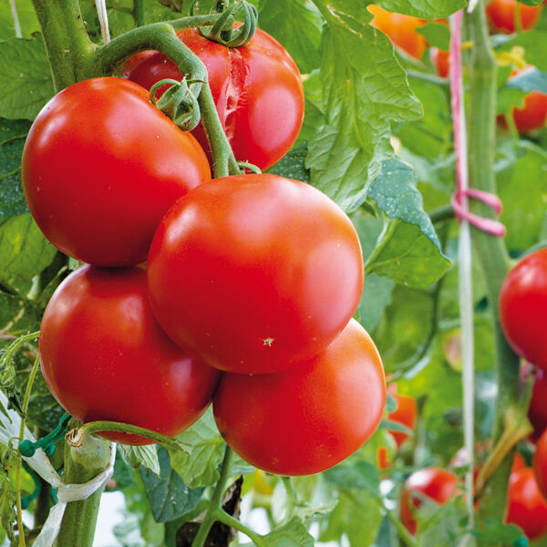 Tomatenpflanze