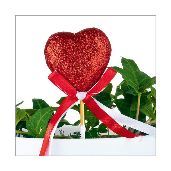 Valentinspflanzen