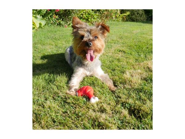 Rosewood Meaty Takeaway Dog Toys - Chicken Leg