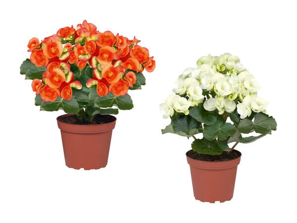 Begonia