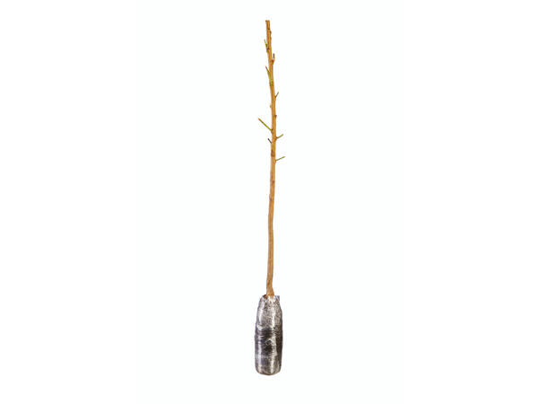 Arbres fruitiers