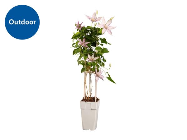 Climbers & Clematis
