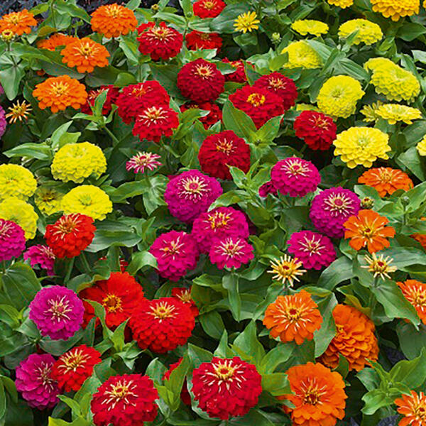 Zinnien
