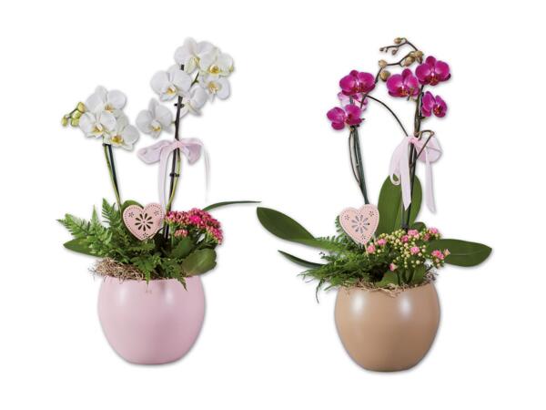 Arrangement mit Schmetterlingsorchidee