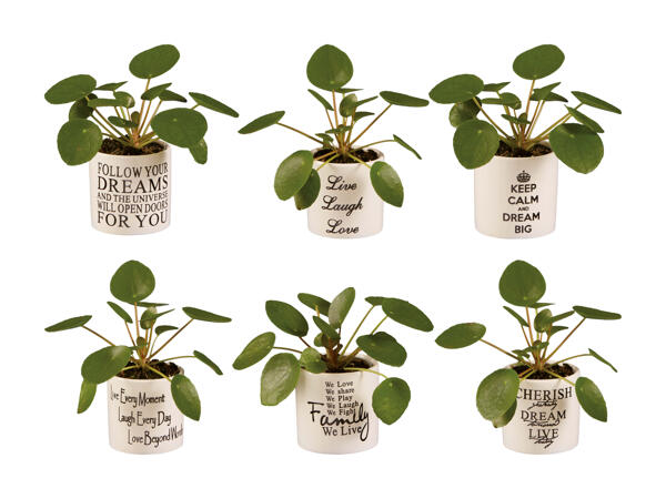 Pancake Pilea Mini in Keramik