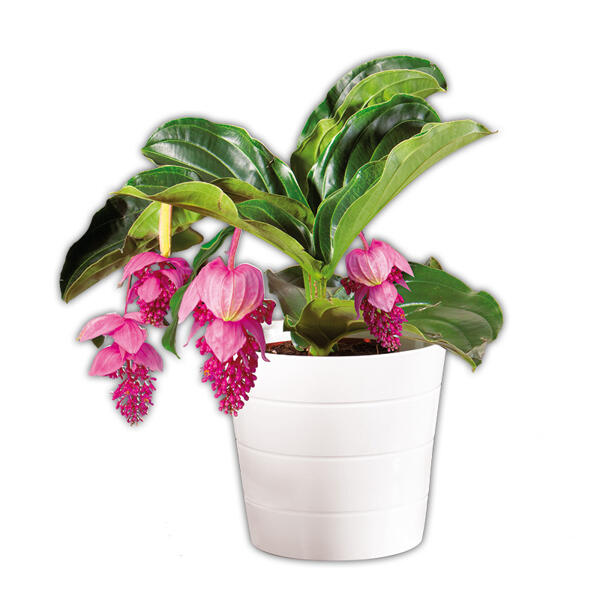Medinilla magnifica