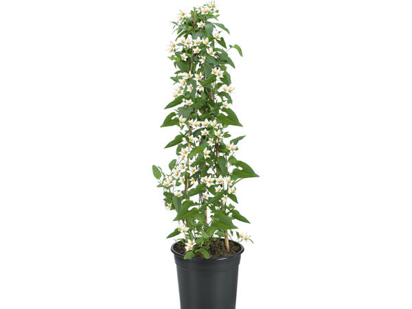 Solanum Jasmin Säule