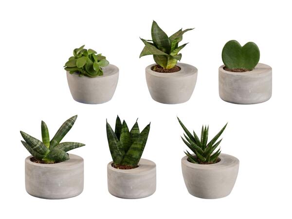 Plantes d'intérieur dans un pot en ciment