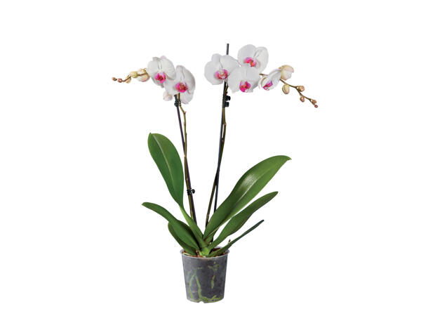 2 Stem Orchid