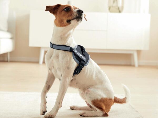 Dog Harness