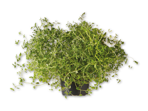 Økologiske krydderurter