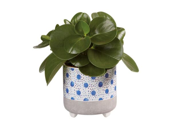 Plante i keramik