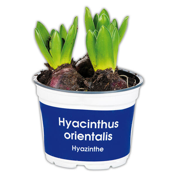 Hyazinthen