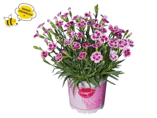 Dianthus Pink Kisses(R)