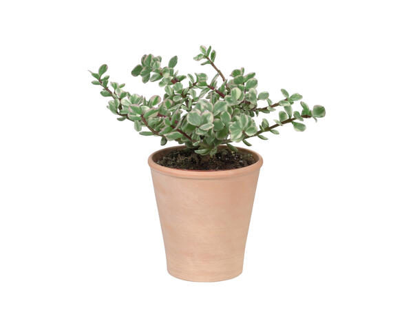 Succulents in a Terracotta Ceramic