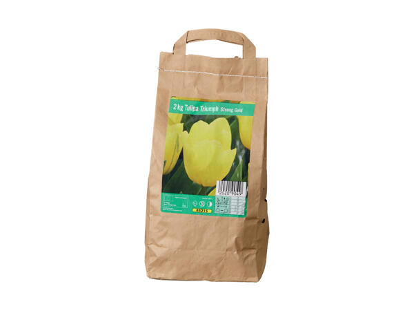 Tulipan blomsterløg
