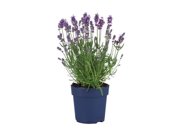 Lavendel