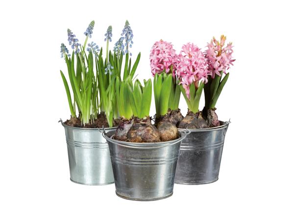Blomlökar i zinkhink