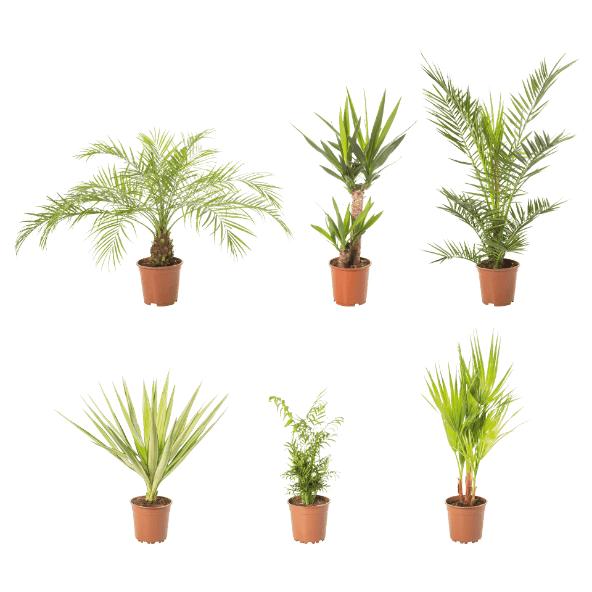 Palmplant